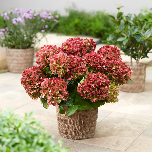 Hydrangea Rembrandts Bella Pesche - 2.5L