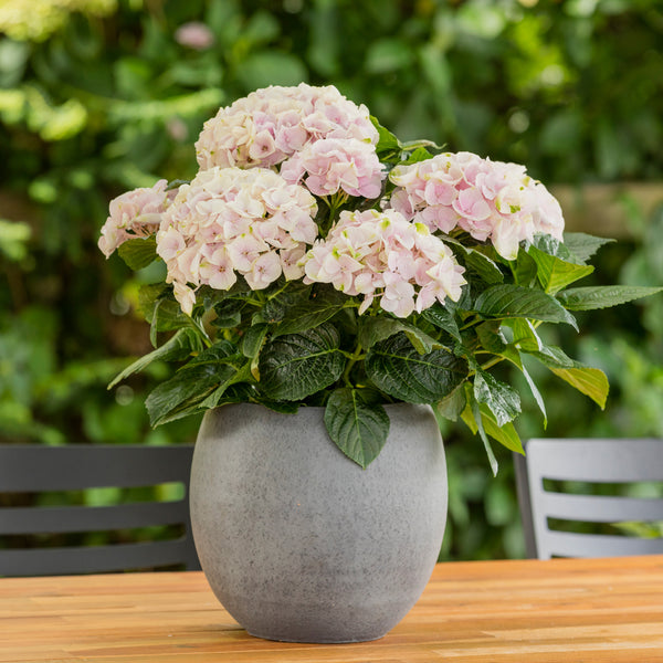 Hydrangea Rembrandts Elegant Rosa - 2.5L