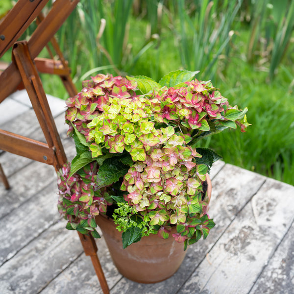 Hydrangea Rembrandts Rosso Glory - 2.5L