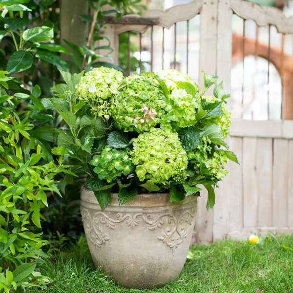 Hydrangea Rembrandts Vibrant Verde - 2.5L