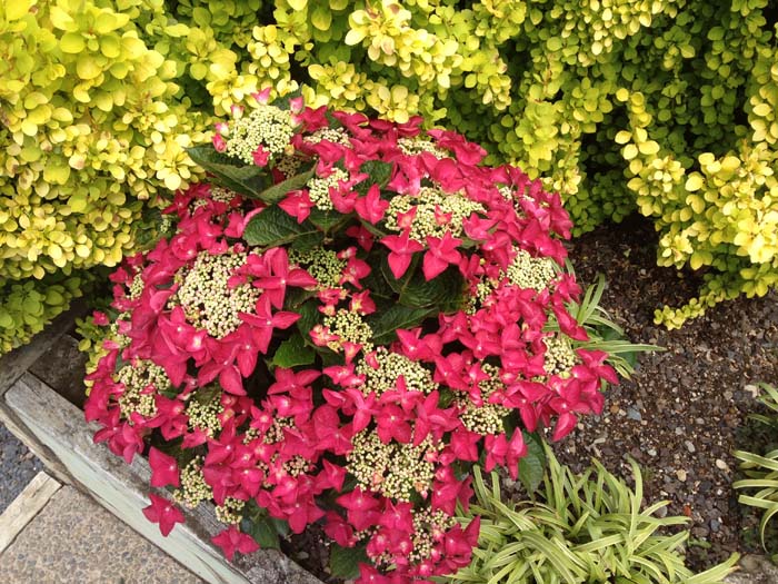 Hydrangea Strawberries And Cream 4.5L