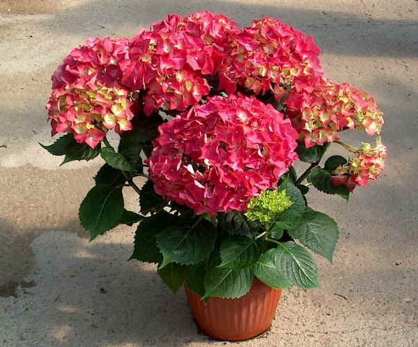 Hydrangea Paris 4.5L