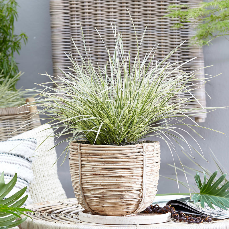 Lomandra White Sands - 1.9L