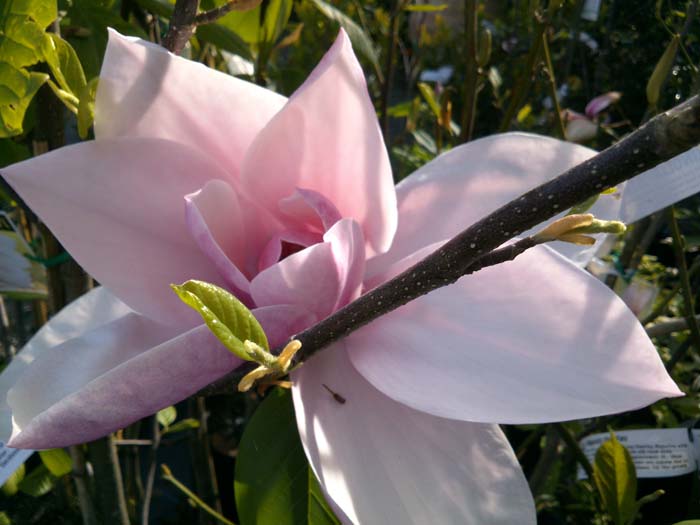 Magnolia Star Wars