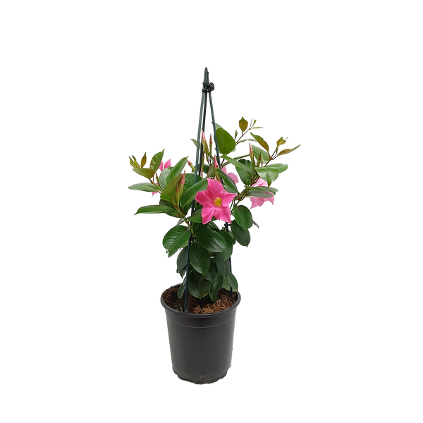 Mandevilla Lannes - 17CM