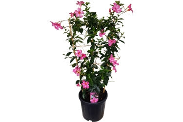 Mandevilla Lannes 10L