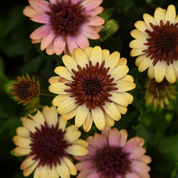 Osteospermum 3d Banana Shake - 1.5L