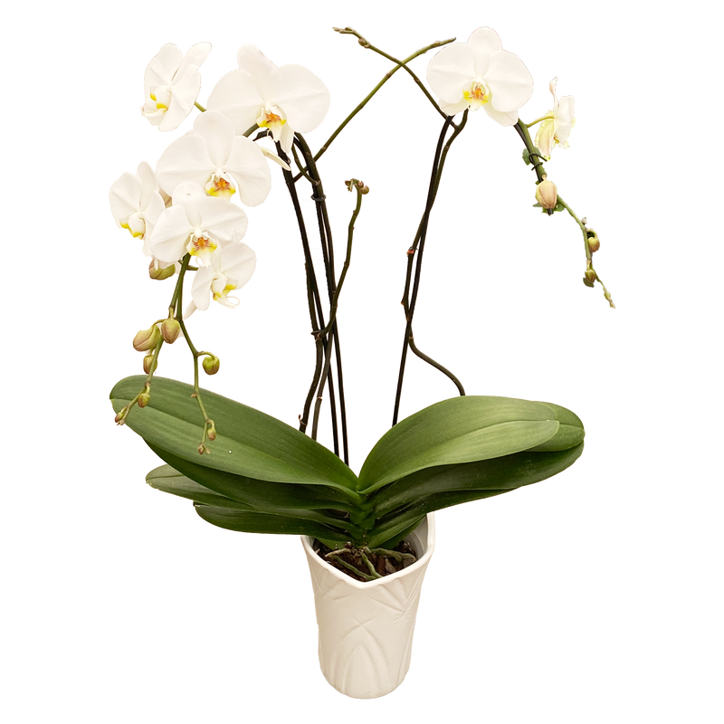 Phalaenopsis Grandiflora In Antique Vase - 15CM