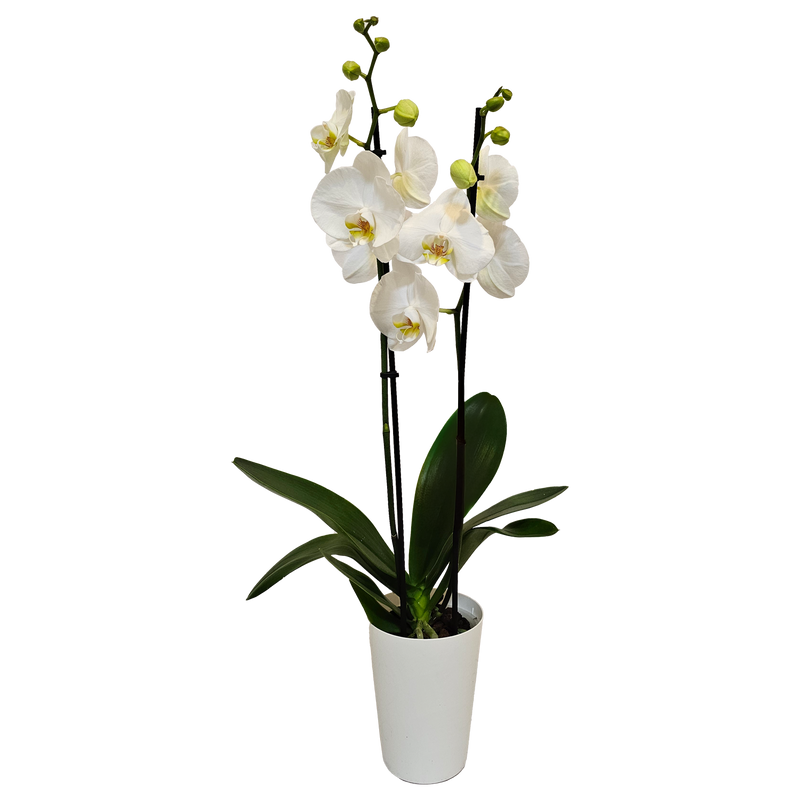 Phalaenopsis Orchid In Antique Vase - 12CM