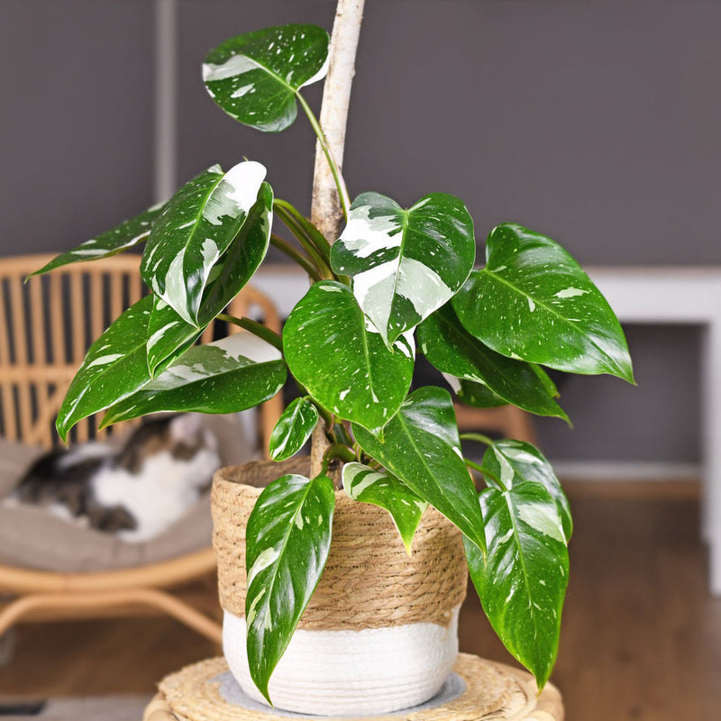 Philodendron White Knight - 14CM