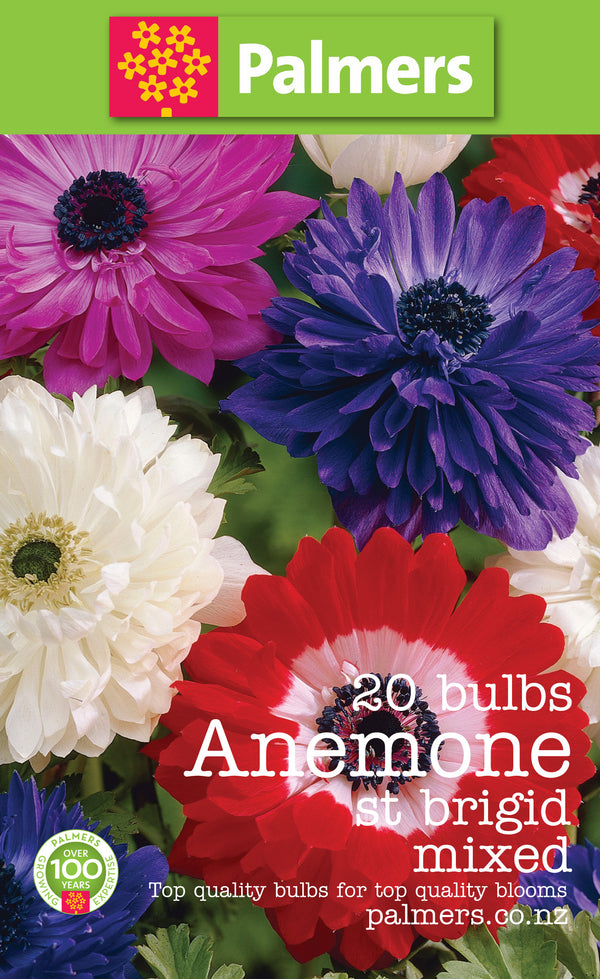 Palmers Anemone St Brigid Bulbs - 20PK