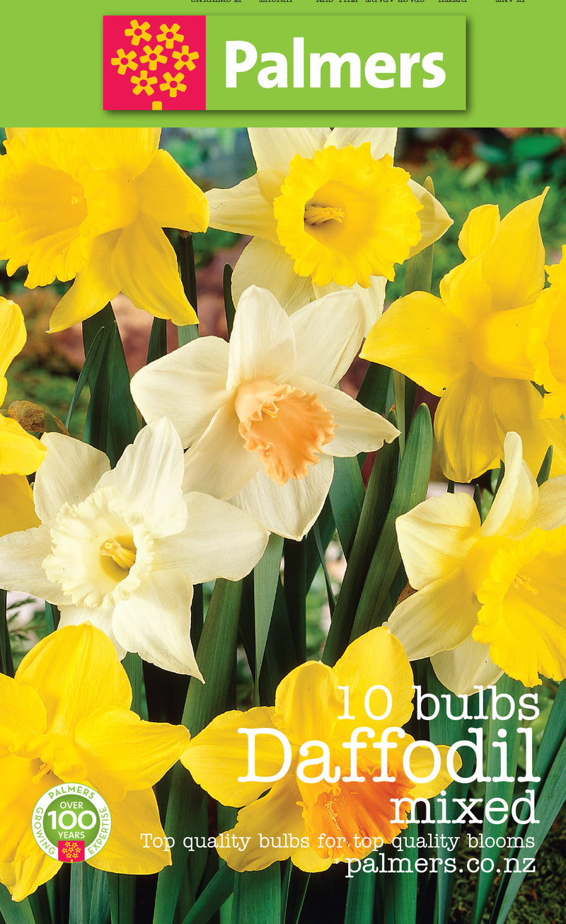 Palmers Daffodil Bulbs - 10PK