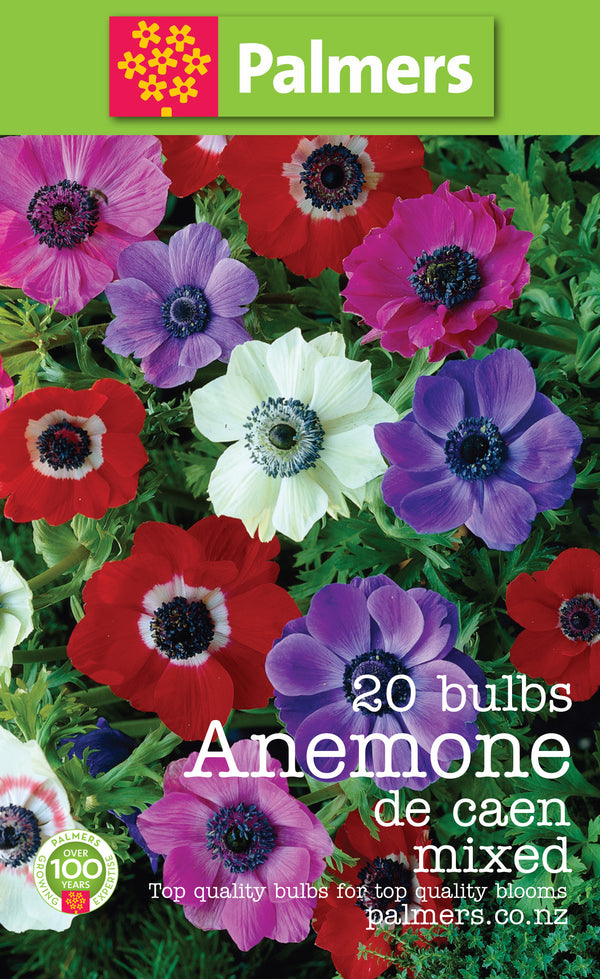 Palmers Anemone De Caen Bulbs - 20PK