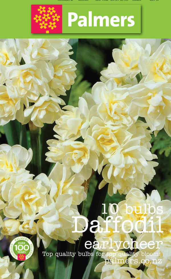 Palmers Daffodil Earlycheer Bulbs - 10PK