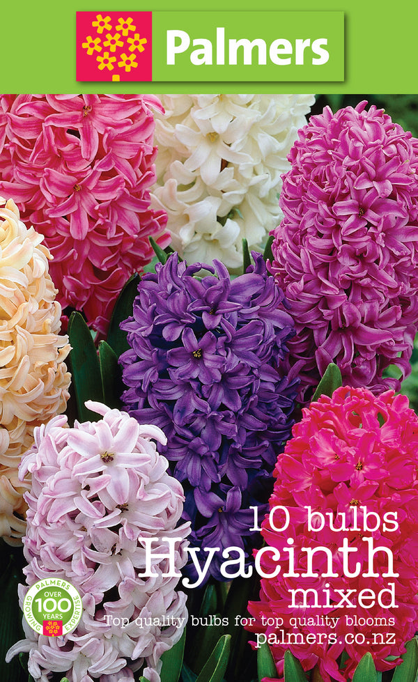 Palmers Hyacinth Mixed Bulbs - 10PK