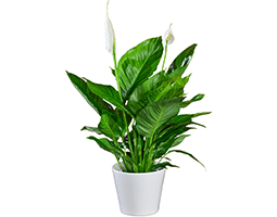 Peace Lily Spathiphyllum Cupido - 10.5CM