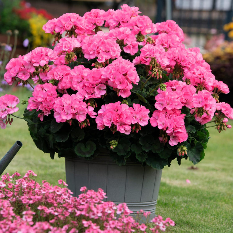 Pelargonium Big Eeze - 17CM