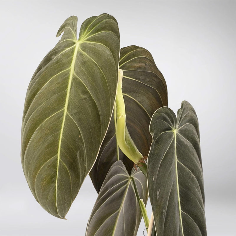 Philodendron Melanochrysum - 17CM