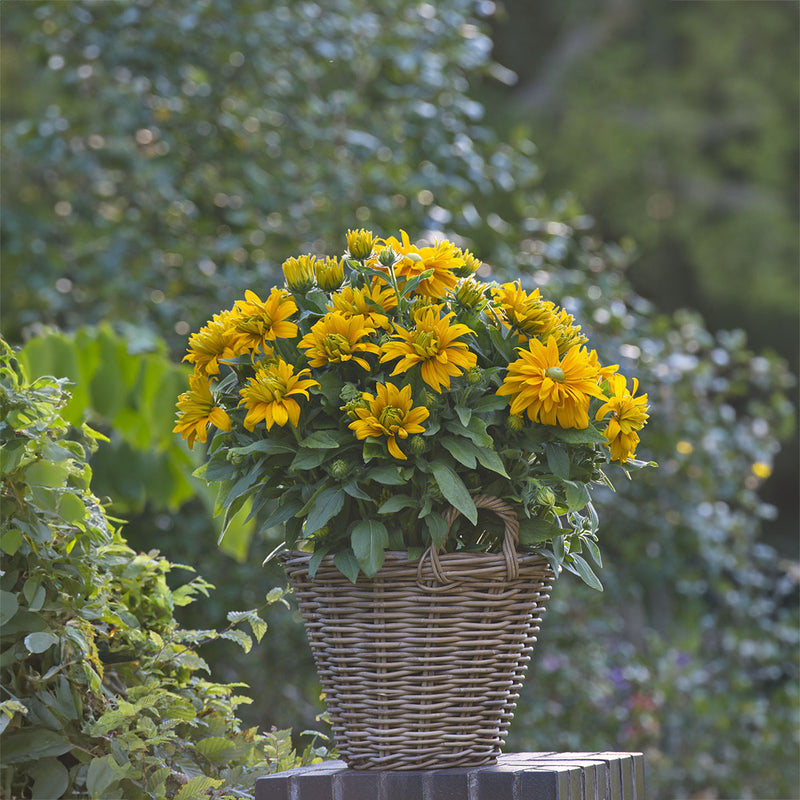 Rudbeckia Sunbeckia Laura - 3.5L