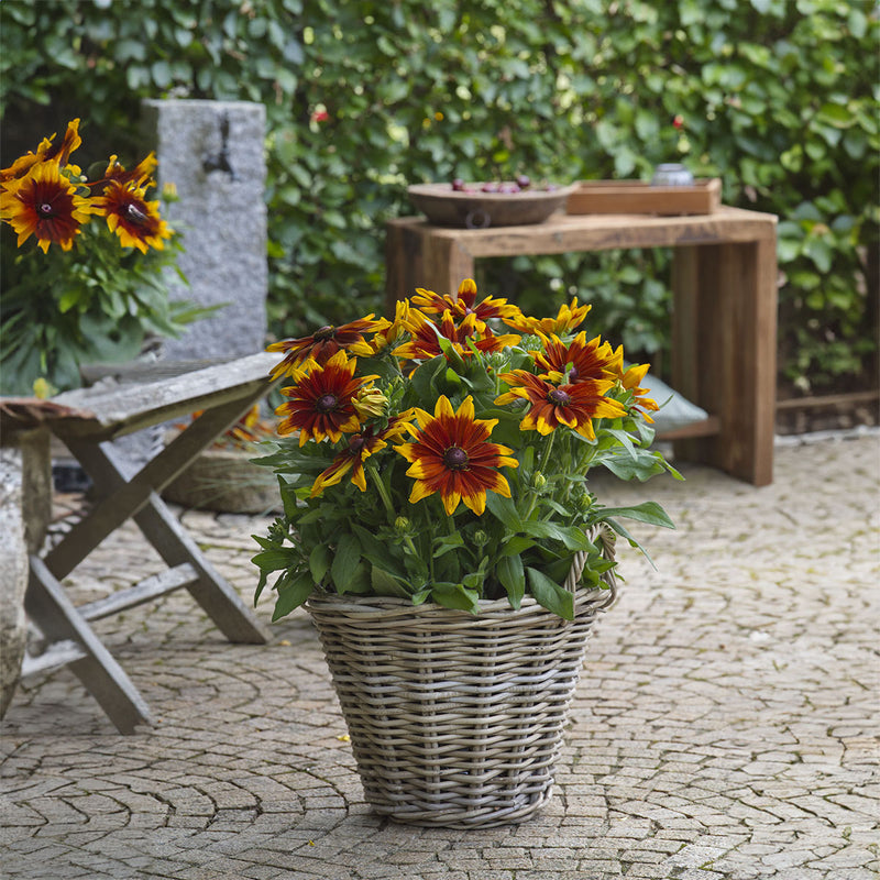 Rudbeckia Sunbeckia Mia - 3.5L