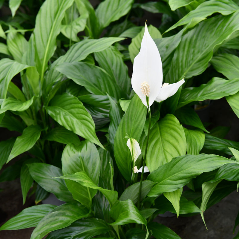 Spathiphyllum Sebastiano - 17CM