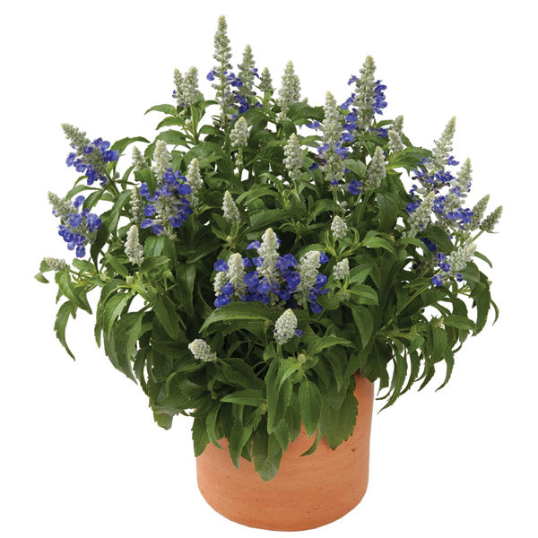 Salvia Sallyfun Bicolour Beauty - 2.5L