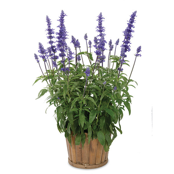 Salvia Sallyfun Blue Emotion - 2.5L