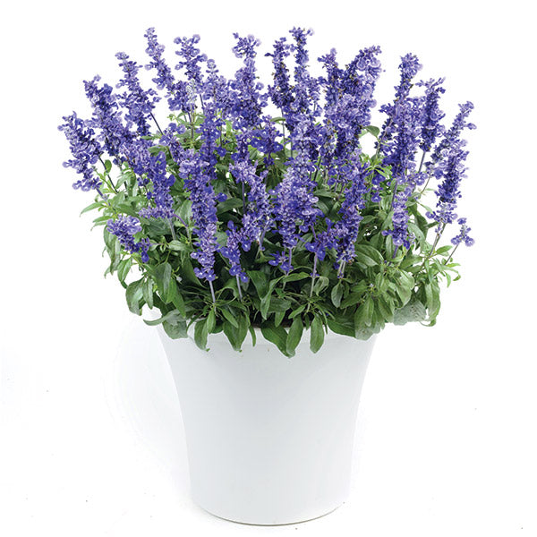 Salvia Sallyfun Deep Ocean - 2.5L