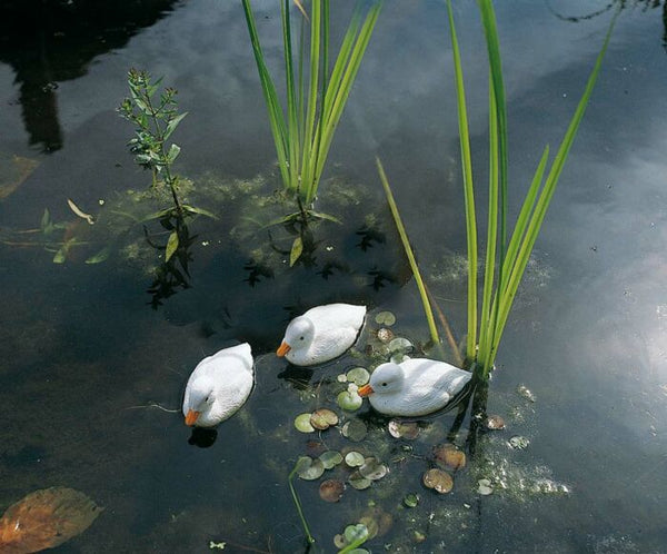 Floating Ducklings White