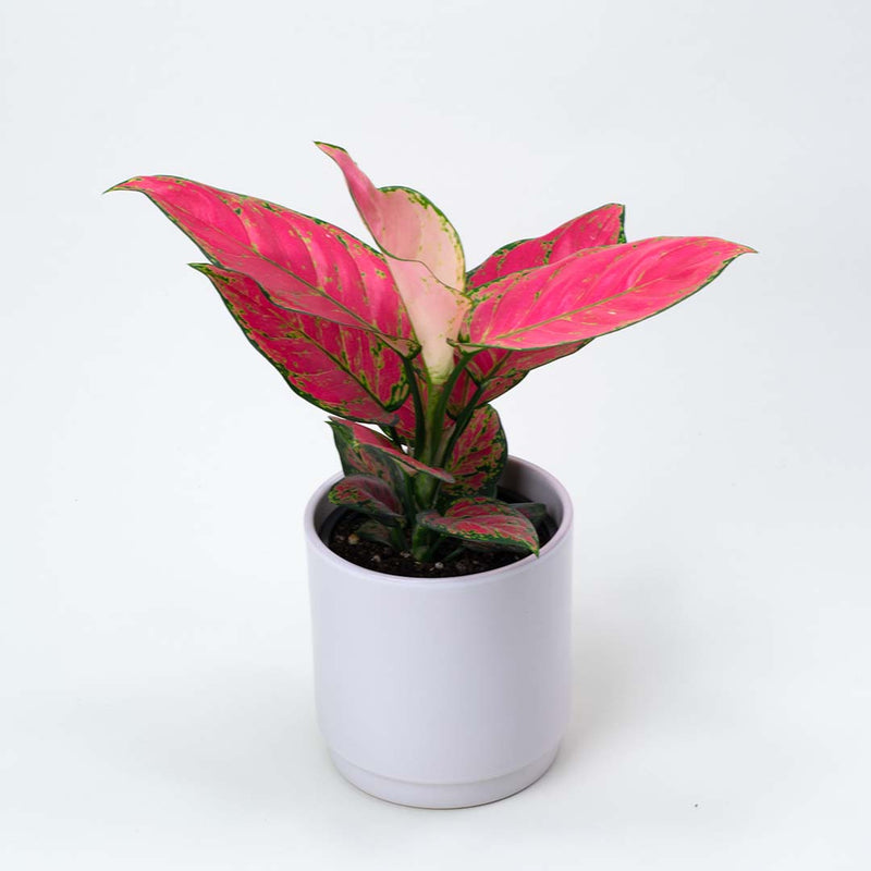 Aglaonema Red Lady Valentine In Ceramic - 17CM