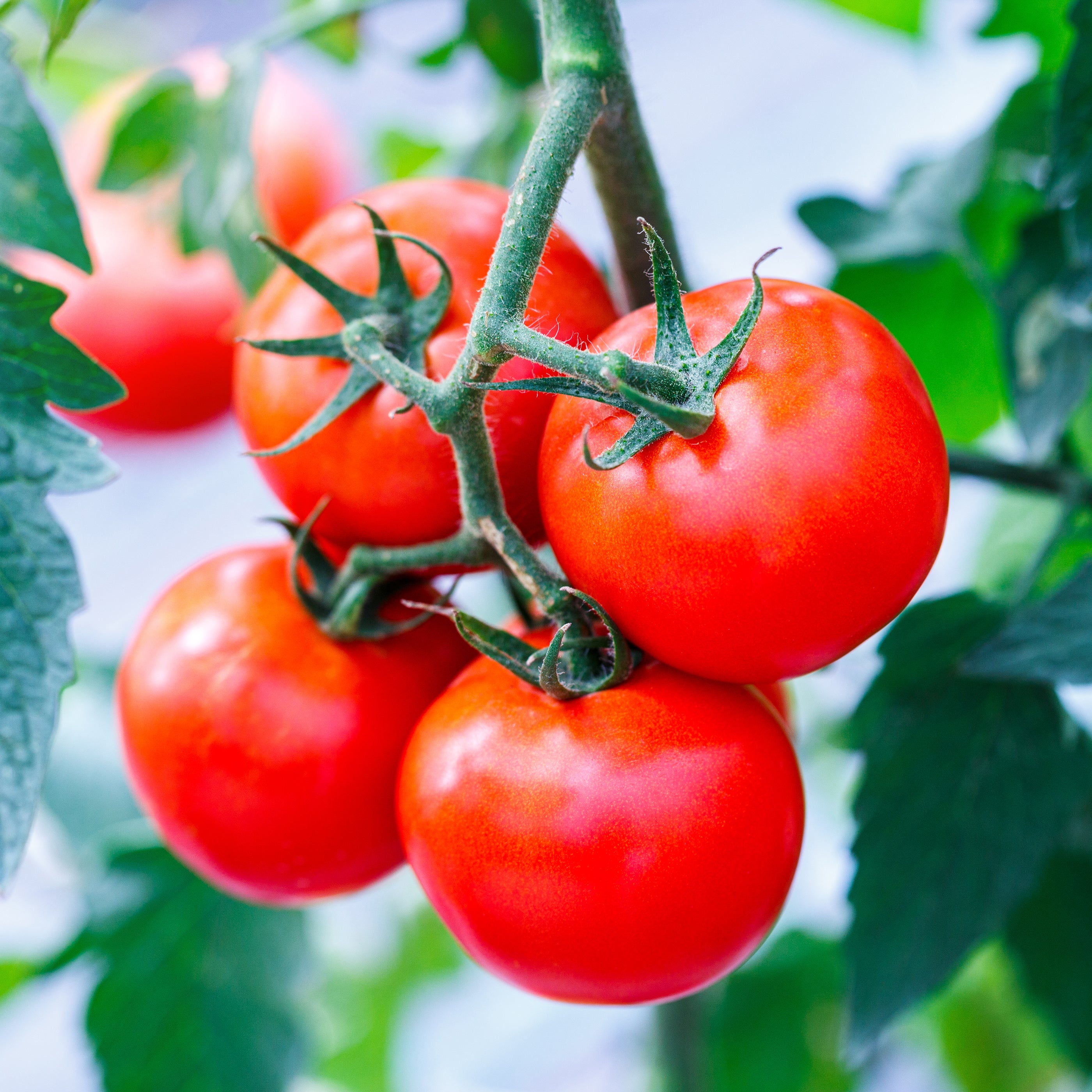 Tomato Bloody Butcher - 9CM