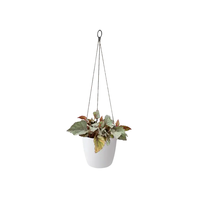 Brussels Hanging Basket White 18CM