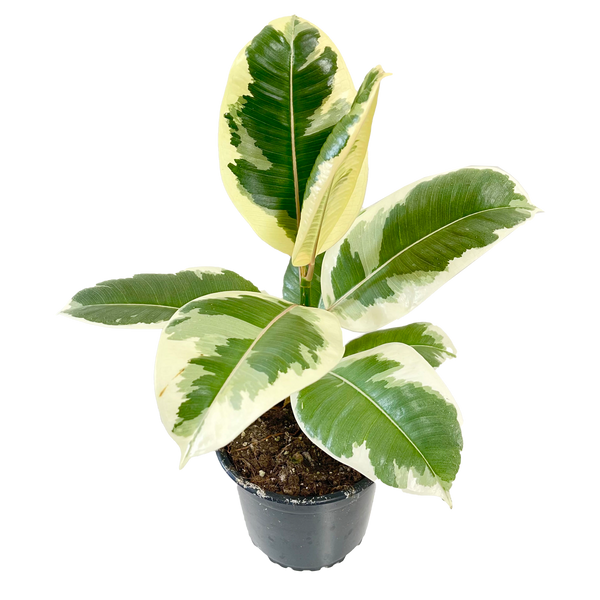 Ficus Tineke - 17CM