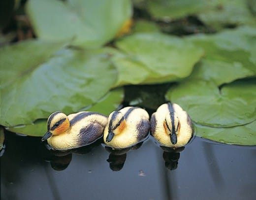 Floating Ducklings Yellow