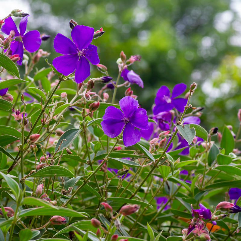 Tibouchina Carolyn - 10L