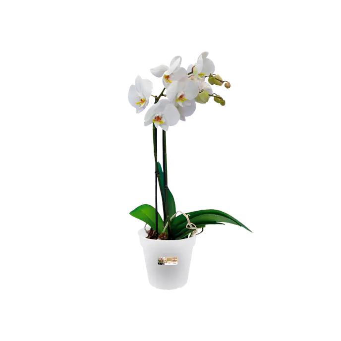 Green Basics Grow Pot Orchid 15CM