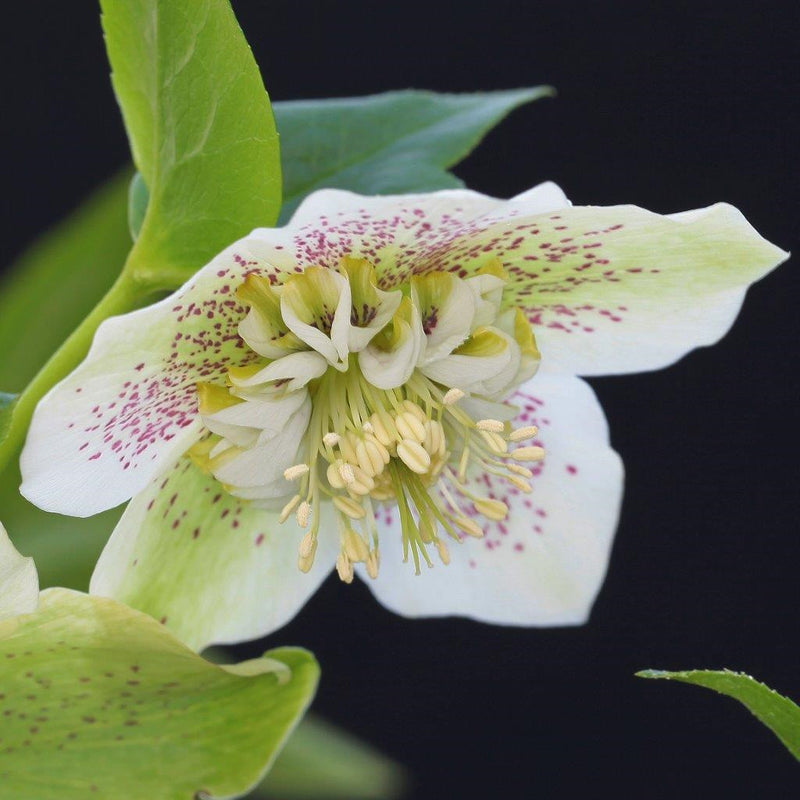 Hellebore White Tutu - 2.5L