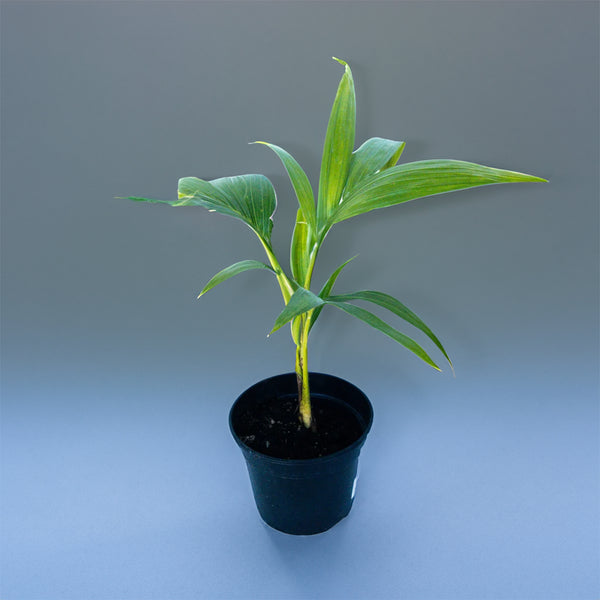 Kentia Palm Howea Forsteriana - 1.3L