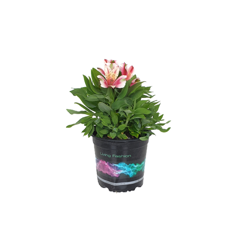 Alstroemeria Inca Sweety - 14CM