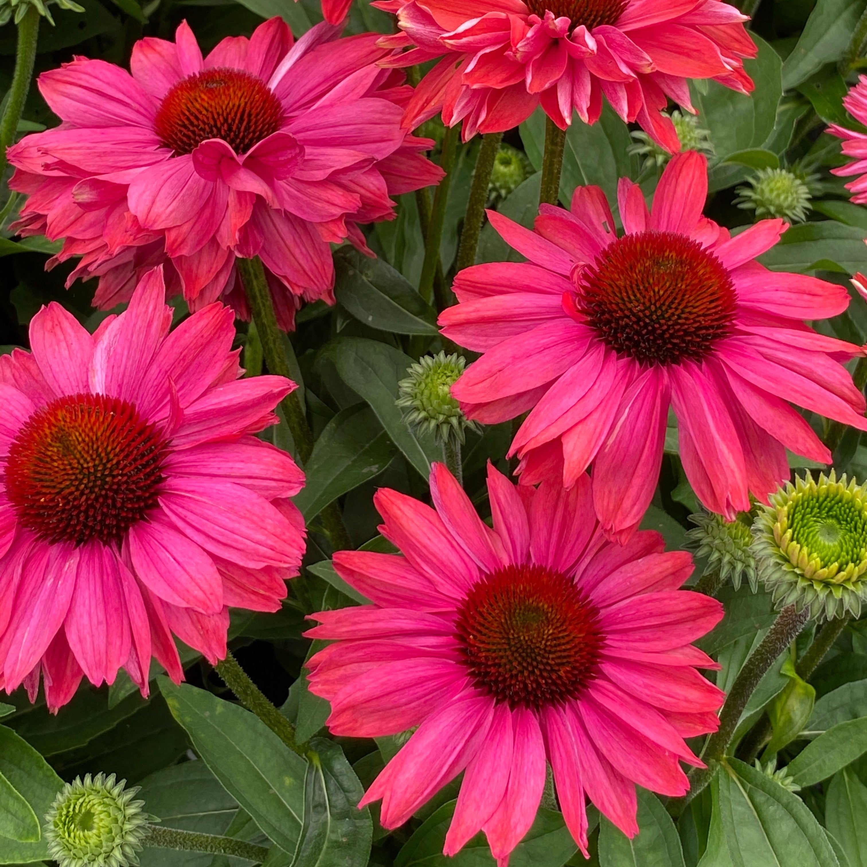 Echinacea Sunseeker Magenta - 1.5L