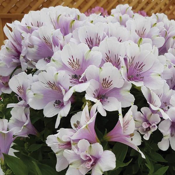 Alstroemeria Inticancha Moon - 2.5L