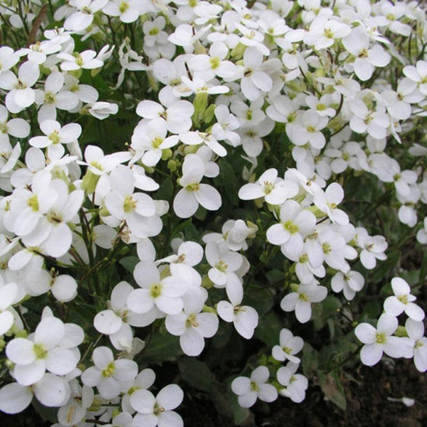 Arabis Snow Cap Flower Punnet