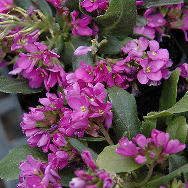 Arabis Spring Charm Flower Punnet