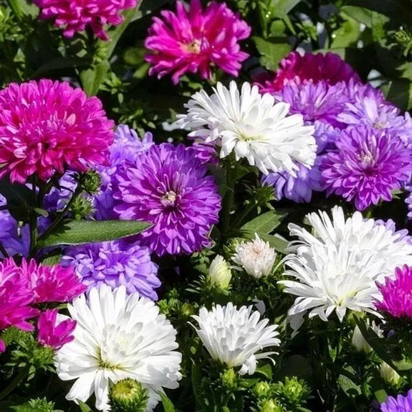 Aster Giant Mix Flower Punnet