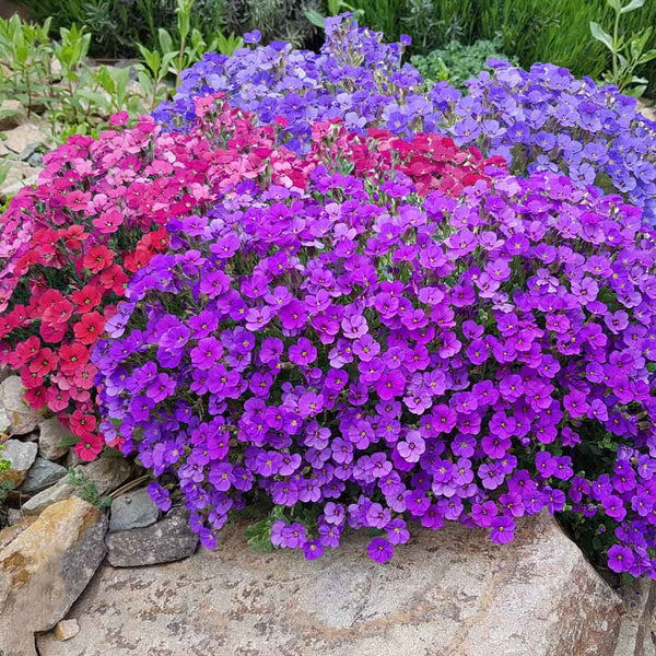 Aubrieta Mix Flower Punnet