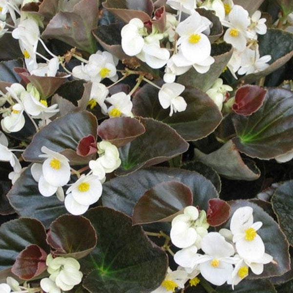 Begonia Bronze Leaf White Flower Punnet