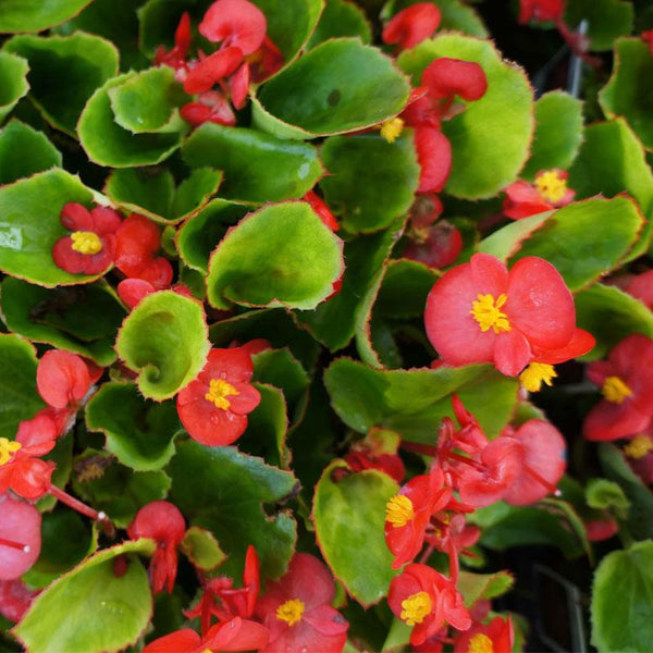 Begonia Green Leaf Scarlet Flower Punnet