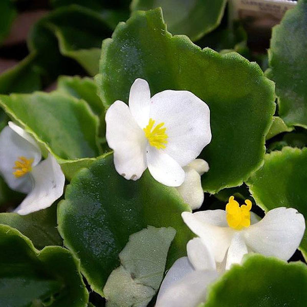 Begonia Green Leaf White Flower Punnet