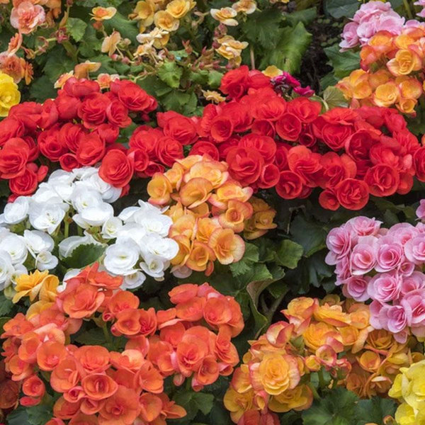 Begonia Tuberous Mix Flower Punnet