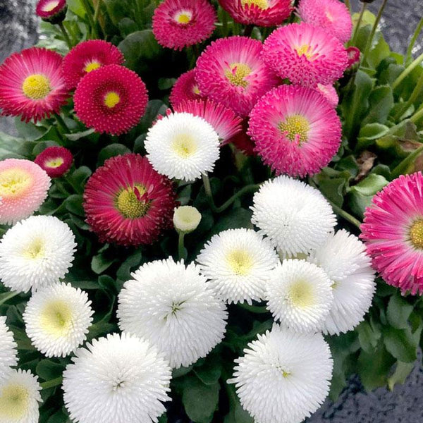 Bellis Mix Flower Punnet